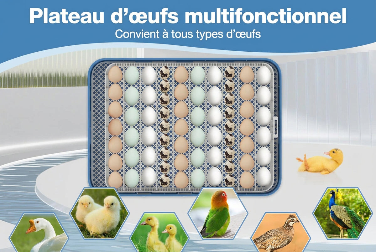 Couveuse Automatique 70 Œufs – Température et Humidité