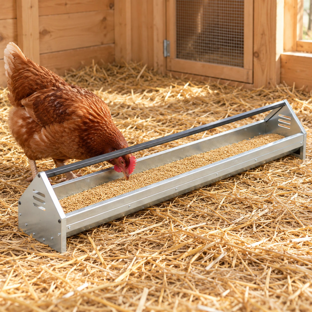 Mangeoire Longue pour Poules – 108 cm — mise en situation